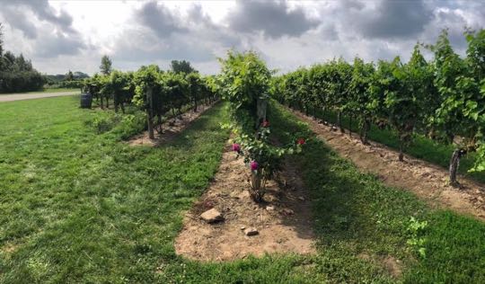CCCoM @ Peller Estates Vineyard