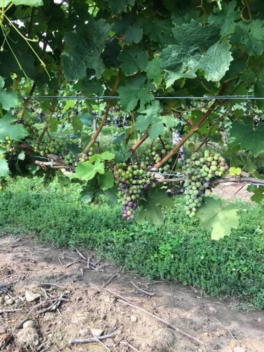 CCCoM @ Peller Estates Vineyard